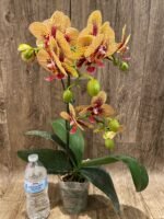 Phalaenopsis Dtps. KV Charmer (4" pot) - Image 6