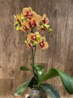 Phalaenopsis Dtps. KV Charmer (4" pot) - Image 7