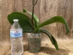 Phalaenopsis Dtps. KV Charmer (4" pot) - Image 8