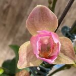 Multi Spikes Phalaenopsis Novelty ‘Peloric’ (4.5" pot)