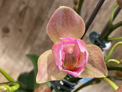 Multi Spikes Phalaenopsis Novelty ‘Peloric’ (4.5" pot)