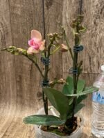 Multi Spikes Phalaenopsis Novelty ‘Peloric’ (4.5" pot) - Image 2