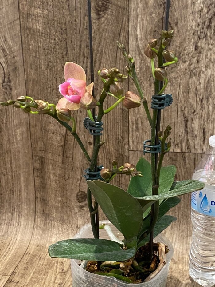 Multi Spikes Phalaenopsis Novelty ‘Peloric’ (4.5" pot) - Image 2