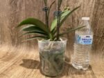 Multi Spikes Phalaenopsis Novelty ‘Peloric’ (4.5" pot) - Image 6