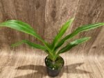 In Bud Phragmipedium QF Volcano Joy (Eric Young x QF Red Wings) (4.5” pot) - Image 3