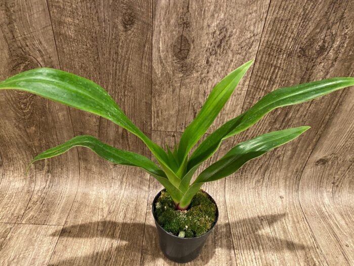 In Bud Phragmipedium QF Volcano Joy (Eric Young x QF Red Wings) (4.5” pot) - Image 3