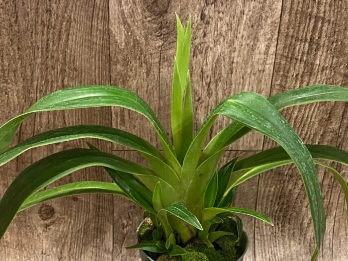 In Spike Phrag. QF Hawaiian Apprentice ( Sorcerer's Apprentice x QF Naukana Kealoha) with 5 New Growths (4.5" pot) - Image 2