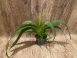 In Spike Phrag. QF Hawaiian Apprentice ( Sorcerer's Apprentice x QF Naukana Kealoha) with 5 New Growths (4.5" pot) - Image 3