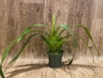 In Spike Phrag. QF Hawaiian Apprentice ( Sorcerer's Apprentice x QF Naukana Kealoha) with 5 New Growths (4.5" pot) - Image 4