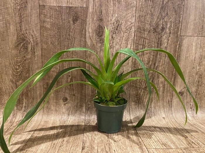 In Spike Phrag. QF Hawaiian Apprentice ( Sorcerer's Apprentice x QF Naukana Kealoha) with 5 New Growths (4.5" pot) - Image 4