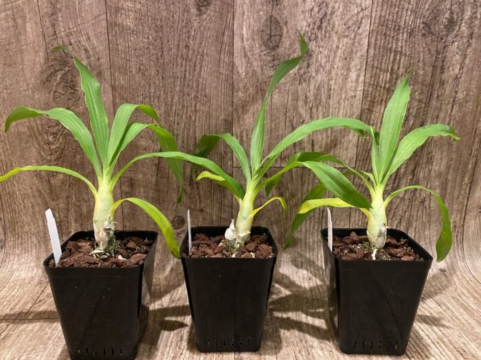 Fragrant Cycnodes Wine Delight FCC/AOS (3.5” Pot) - Image 2