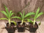 Fragrant Cycnodes Wine Delight FCC/AOS (3.5” Pot) - Image 3