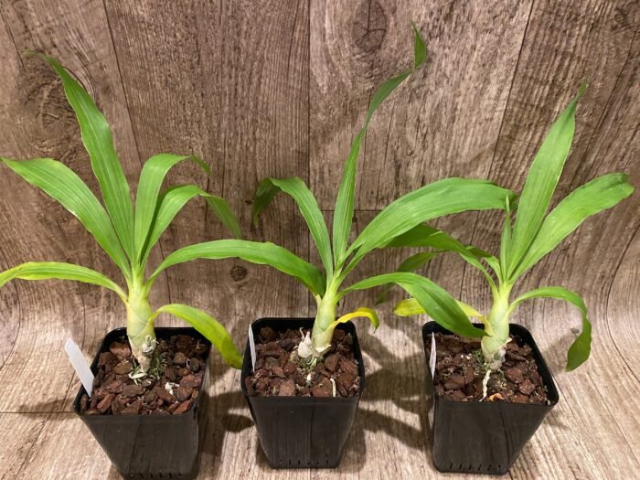 Fragrant Cycnodes Wine Delight FCC/AOS (3.5” Pot) - Image 3