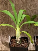 Fragrant Cycnodes Wine Delight FCC/AOS (3.5” Pot) - Image 4