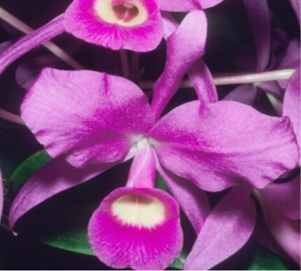 Cattleya skinner ‘Dark Pirk' × sib (5” pot)