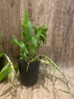 Dendrobium primulinum v. Laos (4.5” pot) - Image 5