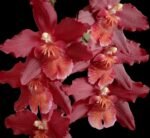 In Spike Oncidium Warm Memories  “Wild Fire” (3.5” pot)