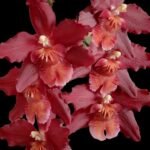 Oncidium Warm Memories  “Wild Fire” (3.5” pot)