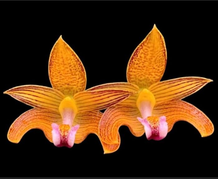 Bulbophyllum claptonense blooming Size Overgrowth (3.5” Pot) - Image 1