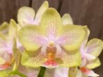 Triple Spikes Phalaenopsis Sogo Ginger Glam (4" pot)