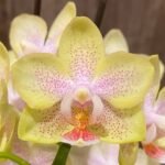 Double Spikes Phalaenopsis Sogo Ginger Glam (4" pot)