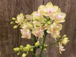 Triple Spikes Phalaenopsis Sogo Ginger Glam (4" pot) - Image 3