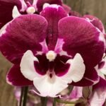 Double Spikes Phalaenopsis Allura Santa Claus (4.5" pot)