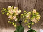 Double Spikes Phalaenopsis Sogo Ginger Glam Peloric (4" pot) - Image 4