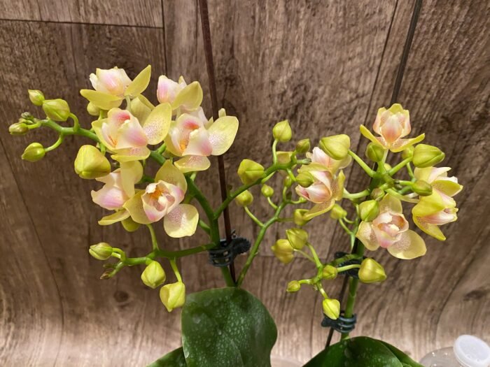 Double Spikes Phalaenopsis Sogo Ginger Glam Peloric (4" pot) - Image 4