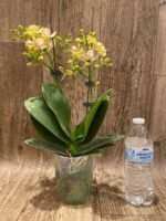 Double Spikes Phalaenopsis Sogo Ginger Glam Peloric (4" pot) - Image 5
