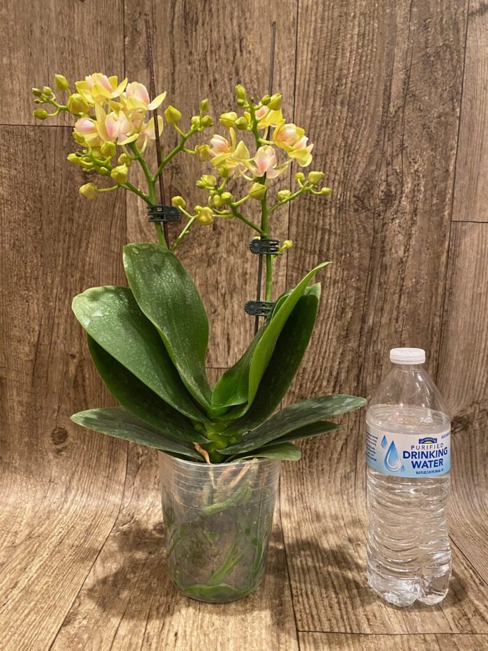 Double Spikes Phalaenopsis Sogo Ginger Glam Peloric (4" pot) - Image 5