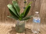 Double Spikes Phalaenopsis Sogo Ginger Glam Peloric (4" pot) - Image 7