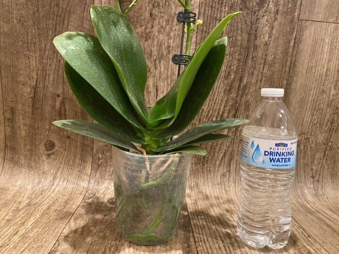 Double Spikes Phalaenopsis Sogo Ginger Glam Peloric (4" pot) - Image 7
