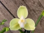 Double Spikes Phalaenopsis Taida Smile "Peloric" (4.5" pot)