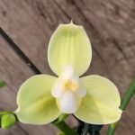 Double Spikes Phalaenopsis  Taida Smile "Peloric" (4.5" pot)