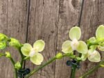 Double Spikes Phalaenopsis Taida Smile "Peloric" (4.5" pot) - Image 3