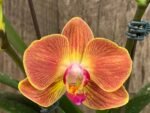 In Spike Phalaenopsis Novelty (4" pot)