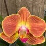 In Spike Phalaenopsis Novelty (4" pot)