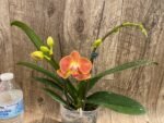 In Spike Phalaenopsis Novelty (4" pot) - Image 2