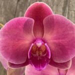 Double Spikes Phalaenopsis Large Novelty Peach Color (4.5" Pot)