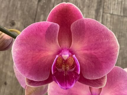 Double Spikes Phalaenopsis Large Novelty Peach Color (4.5" Pot)