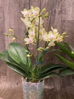 Triple Spikes Phalaenopsis Sogo Ginger Glam (4" pot) - Image 8