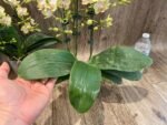 Triple Spikes Phalaenopsis Sogo Ginger Glam (4" pot) - Image 9