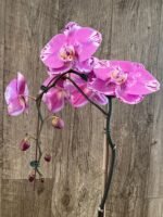 In Spike Phalaenopsis Large Dtps. OX King x Phal. Fuller’s Purple Queen XL Flowers (4.5" Pot) - Image 7