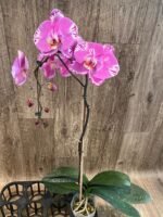 In Spike Phalaenopsis Large Dtps. OX King x Phal. Fuller’s Purple Queen XL Flowers (4.5" Pot) - Image 9