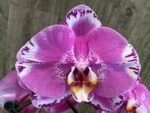 In Spike Phalaenopsis Large Dtps. OX King x Phal. Fuller’s Purple Queen XL Flowers (4.5" Pot) - Image 3