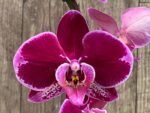 Huge 10 Spikes Phalaenopsis I-Hsin Romantic Poem 3F tall after main spikes bended (5.5" Pot)