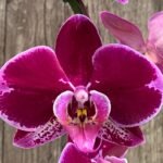 Huge 10 Spikes Phalaenopsis I-Hsin Romantic Poem 3F tall after main spikes bended (5.5" Pot)