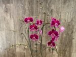 Huge 10 Spikes Phalaenopsis I-Hsin Romantic Poem 3F tall after main spikes bended (5.5" Pot) - Image 4