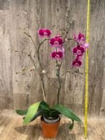 Huge 10 Spikes Phalaenopsis I-Hsin Romantic Poem 3F tall after main spikes bended (5.5" Pot) - Image 6
